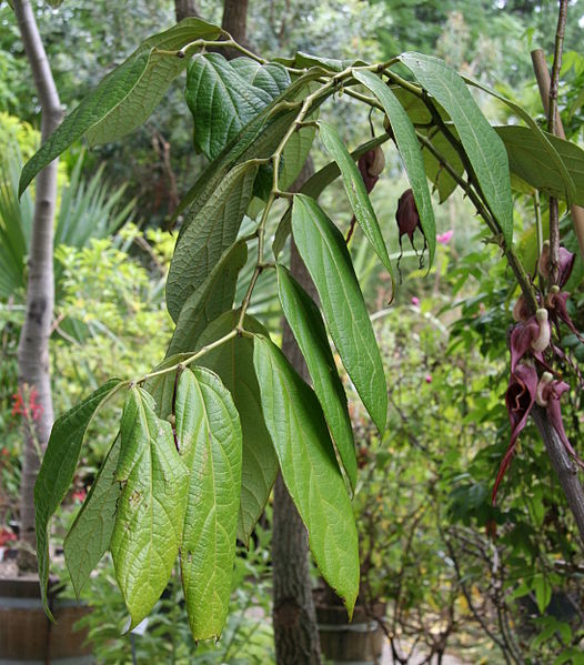 File:Aristolochia tricaudata 04.jpg