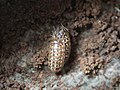 Vorschaubild für Armadillidium pictum