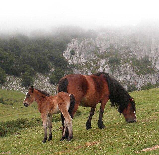 Chevaux des montagnes du Pays basque près du mont Gorbeia.