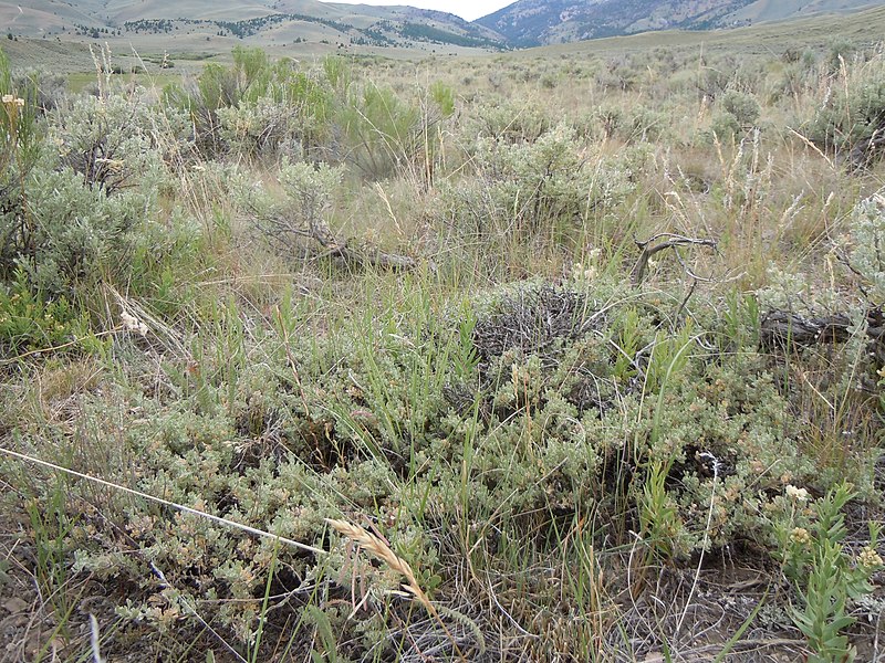 File:Artemisia arbuscula (6103578227).jpg