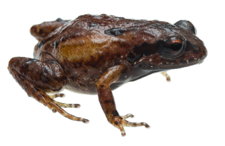 <span class="mw-page-title-main">Kogelsberg moss frog</span> Species of frog