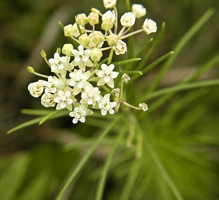 Asclepias verticillata (3197723098).jpg