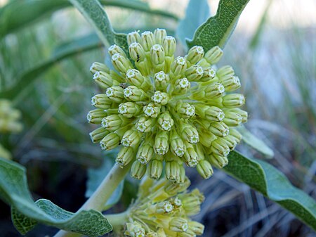 Asclepias viridiflora