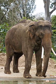 Asian elephant - melbourne zoo.jpg