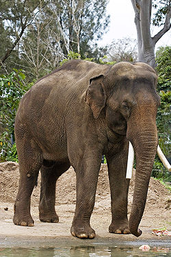 India elevant (Elephas maximus) Melbourne'i Loomaaias