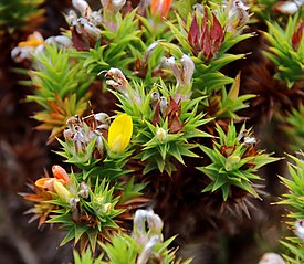 Aspalathus cordata