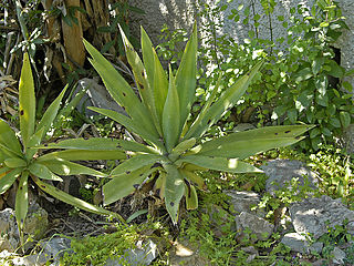 <i>Agave decipiens</i> species of plant