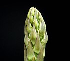 Asparagus officinalis ies.jpg