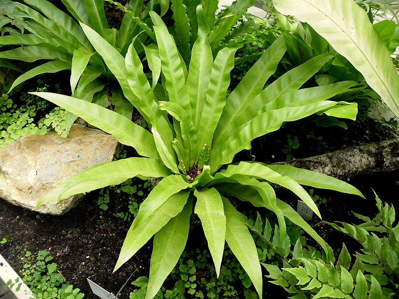 File:Asplenium nidus (2).JPG