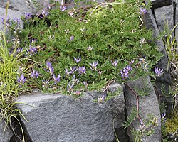 花を付けたムラサキモメンヅル、富士山（静岡県御殿場市）にて、2017年8月26日撮影