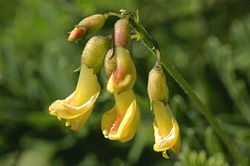 Astragalus penduliflorus (Hänge-Tragant) IMG 28693. 
 JPG