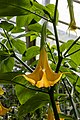 * Nomination Brugmansia 'Charles Grimaldi' in the Princess of Wales Conservatory, Kew Gardens --Mike Peel 08:54, 6 August 2024 (UTC) * Promotion  Support Good quality. --Екатерина Борисова 04:38, 7 August 2024 (UTC)