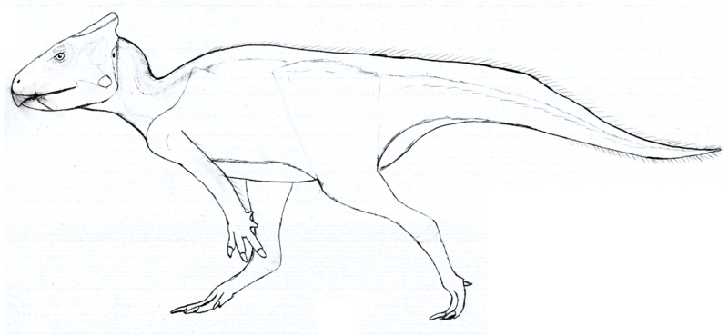 File:Auroraceratops LM.png