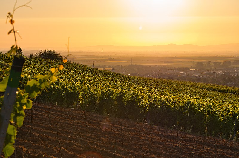 File:Aussicht über einen Weinberg auf Grünstadt.jpg