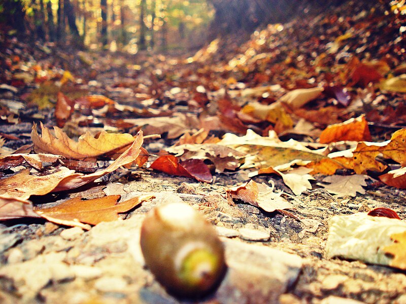 File:Autumn in Gërmia Park, Prishtinë, Kosova.jpg