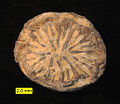Axosmilia, a scleractinian coral from the Matmor Formation (Middle Jurassic) of southern Israel; oral view.