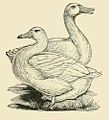 The Aylesbury Duck