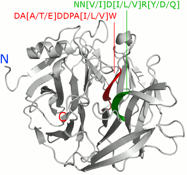 File:BPP motifs by Huang et al in 1H6L.png