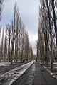 Avenue des peupliers du parc Babyn Yar, située à la frontière entre les parties historiques de Syrets et Kurenivka au nord et Lukyanivka au sud