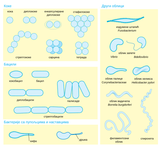 File:Bacterial morphology diagram-sr.svg