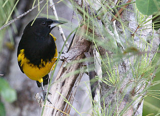 Bahama oriole Species of songbird