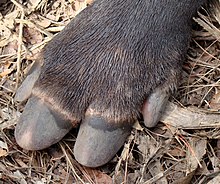 Front foot Bairds-Tapir-Foot.jpg