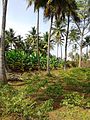 Banana Farm at Mariyala.jpg