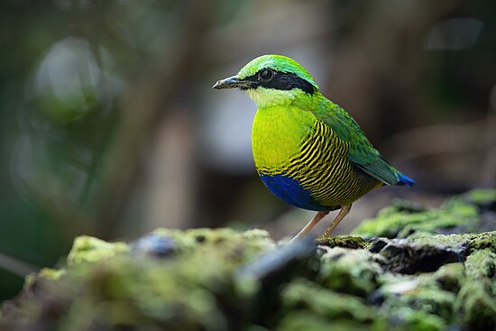 Đuôi cụt bụng vằn (Hydrornis elliotii) ở Vườn quốc gia Cát Tiên, Việt Nam Hình: JJ Harrison