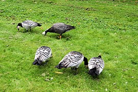 Barnacle Geese (Branta leucopsis) - geograph.org.uk - 2592774.jpg