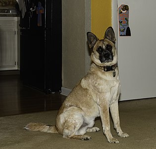 Barnavis, half German Shepherd half Akita