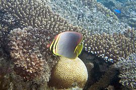 Cerca de coral Acropora en Wakaya