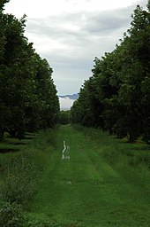 A view of the Pecan groves, with a glimpse of Santa Rita Mountains in the background, during the August monsoons (2007).