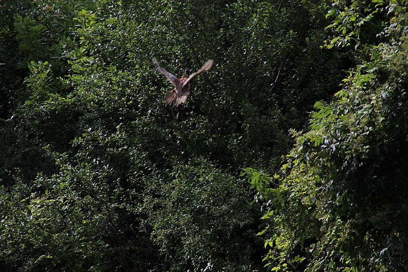 File:Bassin de Coupières à Gif-sur-Yvette 2012 52.jpg