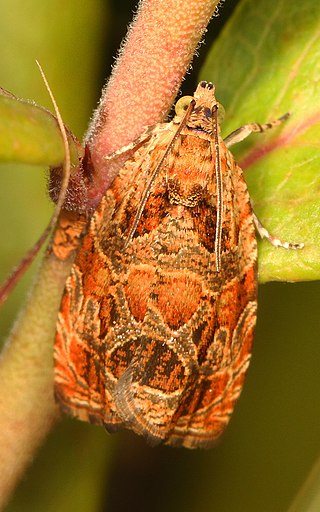 <i>Olethreutes tilianum</i> Species of moth