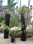 Cyatheales