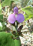 Bay Bean Flower Gnawed.JPG