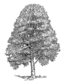 Beech tree (PSF).png