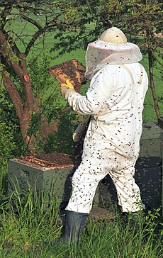 Beekeeper keeping bees.jpg