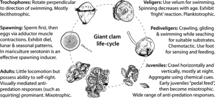 Behaviours associated with different stages of the giant clam' life cycle Behaviours associated with different stages of the giant clam' life cycle.webp