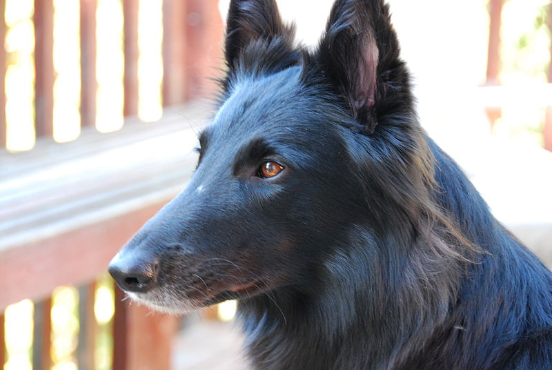 File:Belgian Shepherd Groenendael portrait.jpg