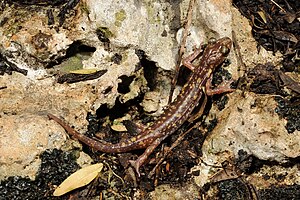 BennyTrapp Пещера ароматная Salamander Speleomantes imperialis Sardinia Italy.jpg