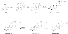 The proposed biosynthesis of ginsenoside Rb1 in Panax ginseng. Biosynthesis of Ginsenoside Rb1.png