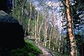 Birch wood in Elbe Sandstone Mountains