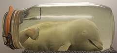 The immersion specimen of "Biskit", a three months fetus displayed at the Dolphin Discovery Centre in Bunbury, Western Australia Biskit - 3 months Common Bottlenose Dolphin foetus.jpg