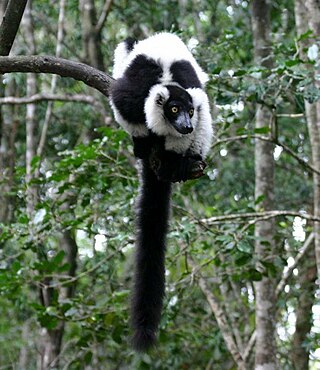 <span class="mw-page-title-main">Ruffed lemur</span> Genus of primates from Madagascar