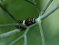 Black swallowtail (9211362315).jpg