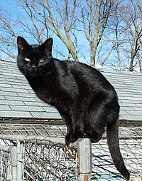 Gatto nero - Wikipedia