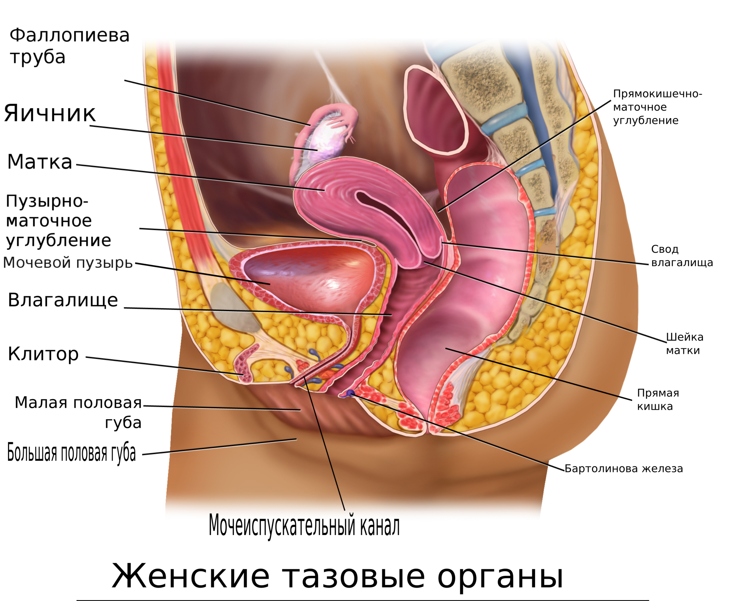 Женские Фото Картинки