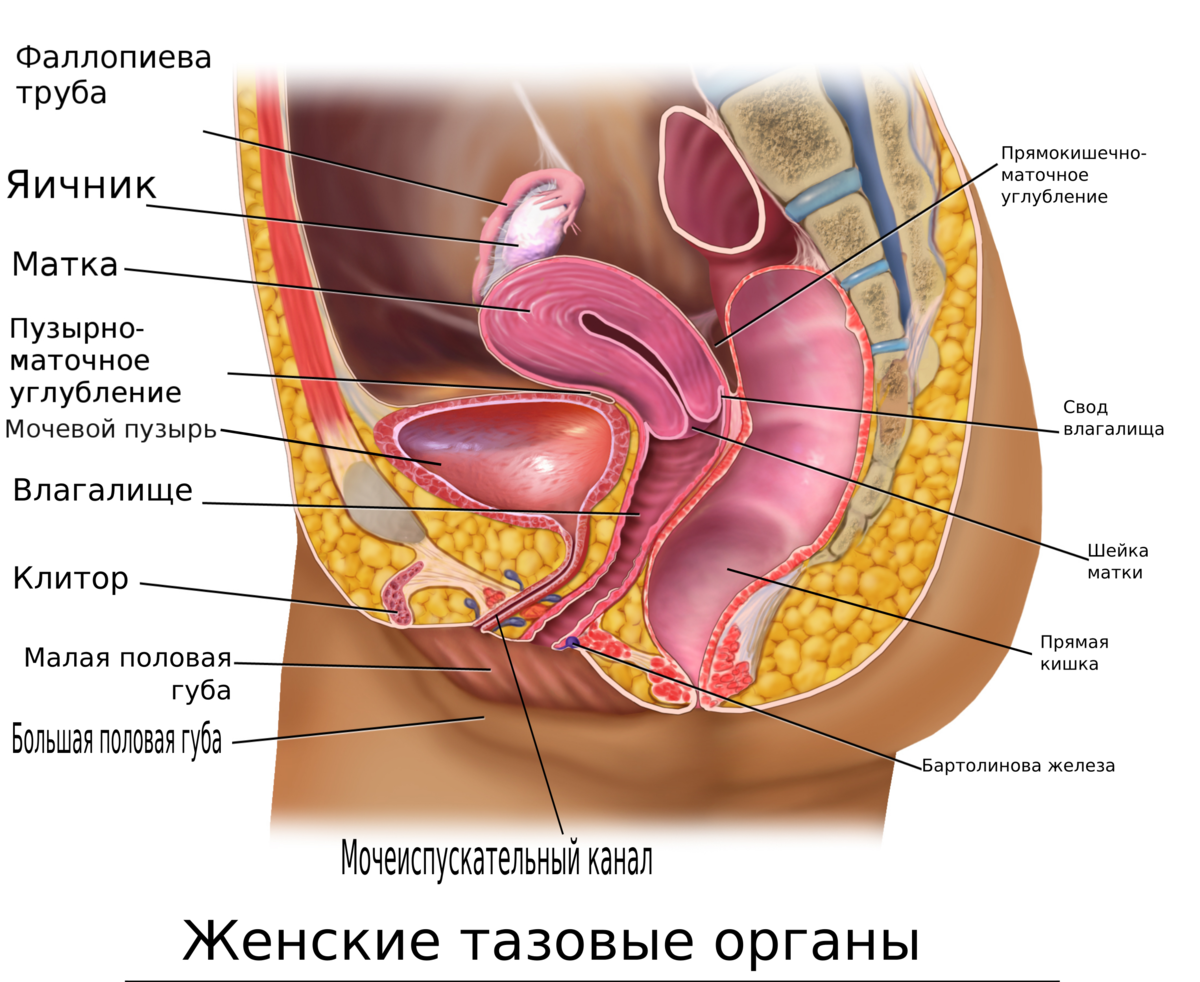 Строение женских половых органов (83 фото)