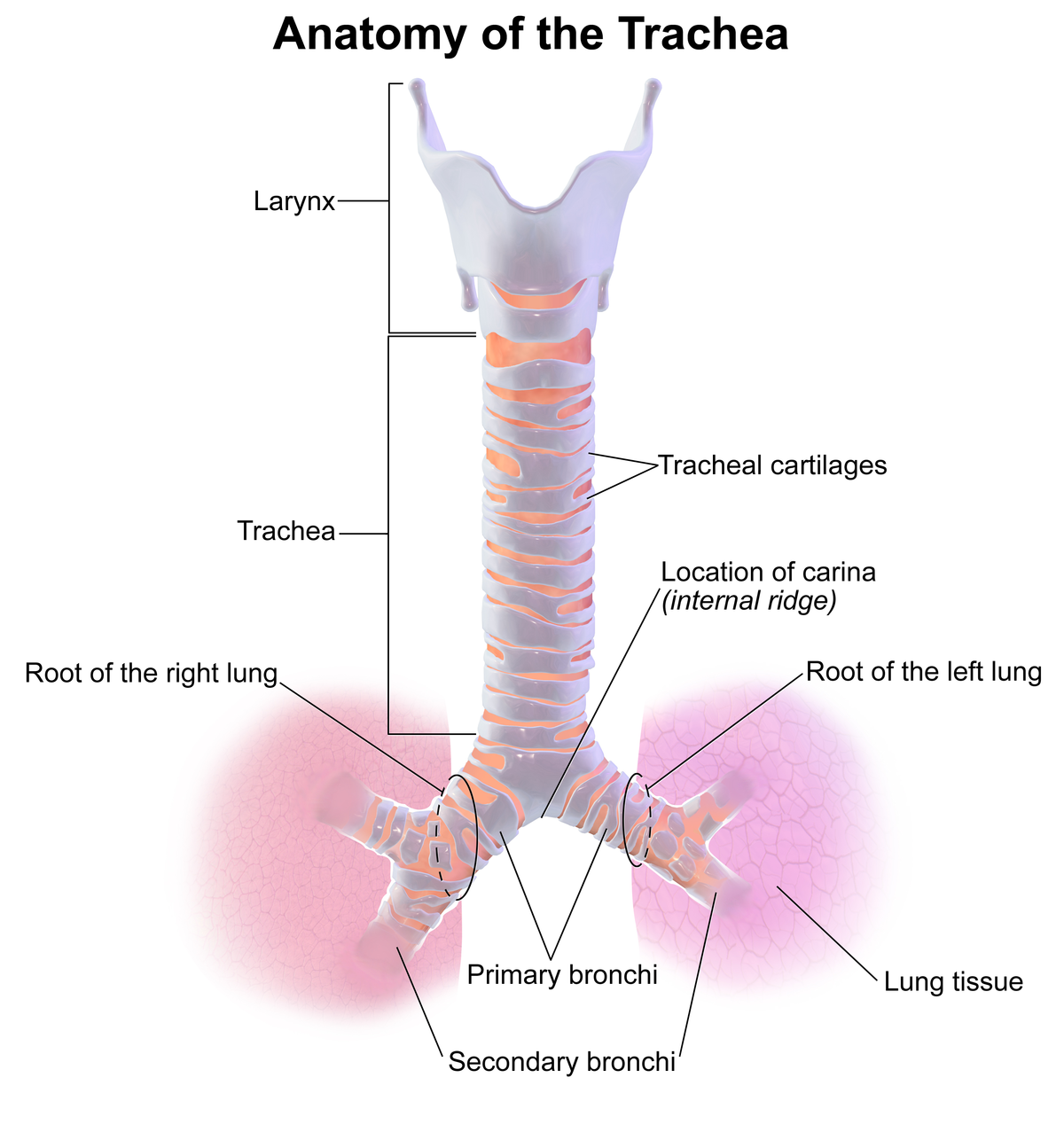 trachea cartilage